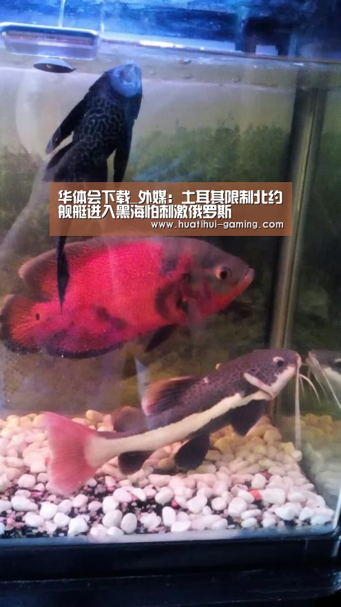 华体会下载_外媒:土耳其限制北约舰艇进入黑海怕刺激俄罗斯(图1) 华体会游戏